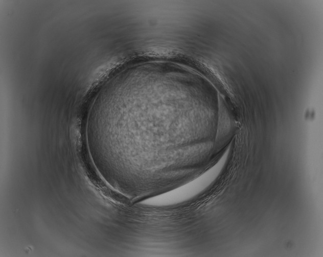 X0000090730688200708031524