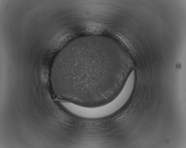 X0000090730693200708031524