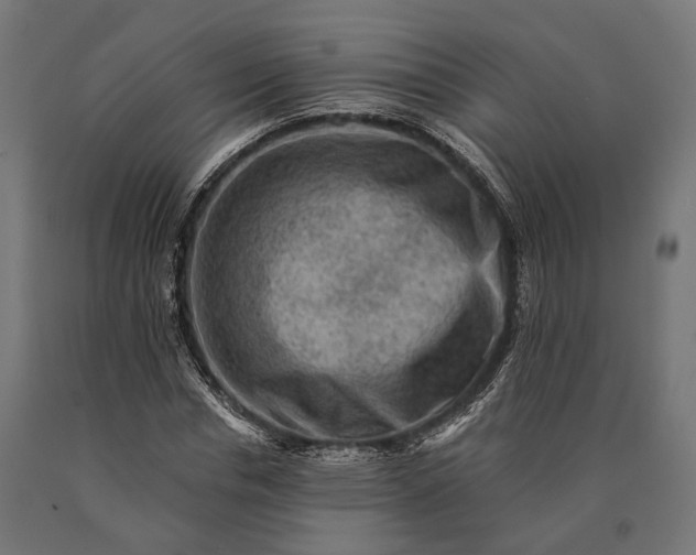 X0000090730826200708031521