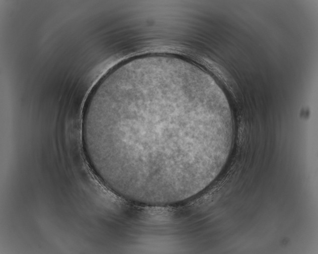 X0000090730836200708031521