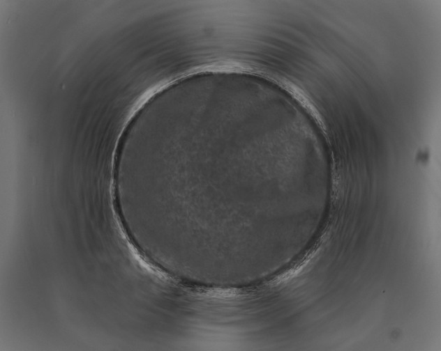 X0000090730845200708031522