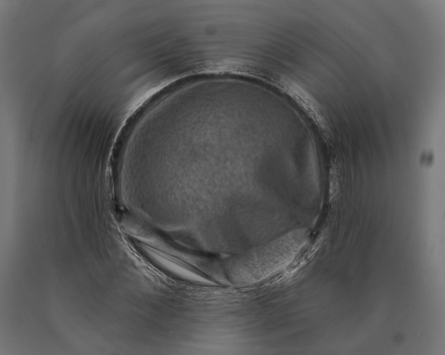 X0000090730876200708031521