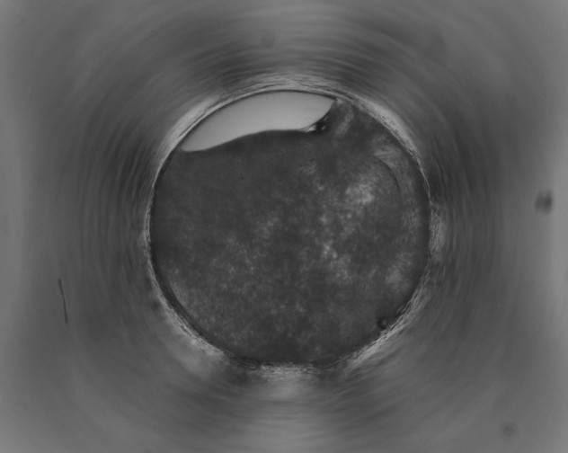 X0000090730946200708031520