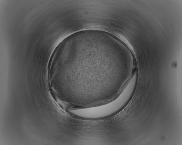 X0000090730996200708031519