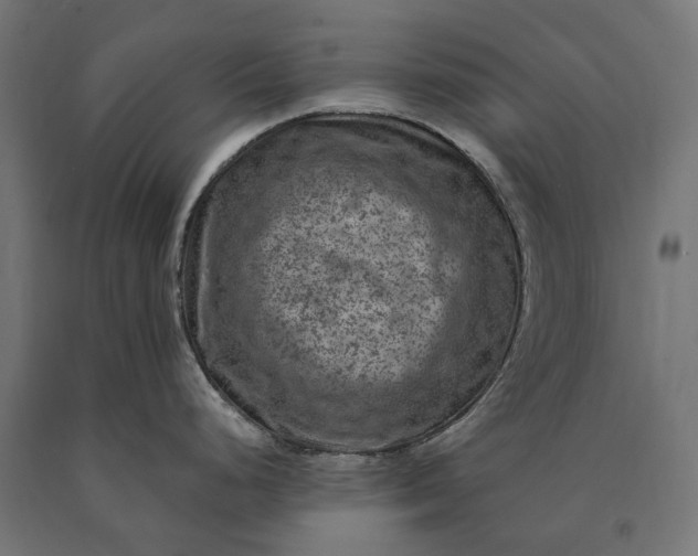 X0000090731248200708031516