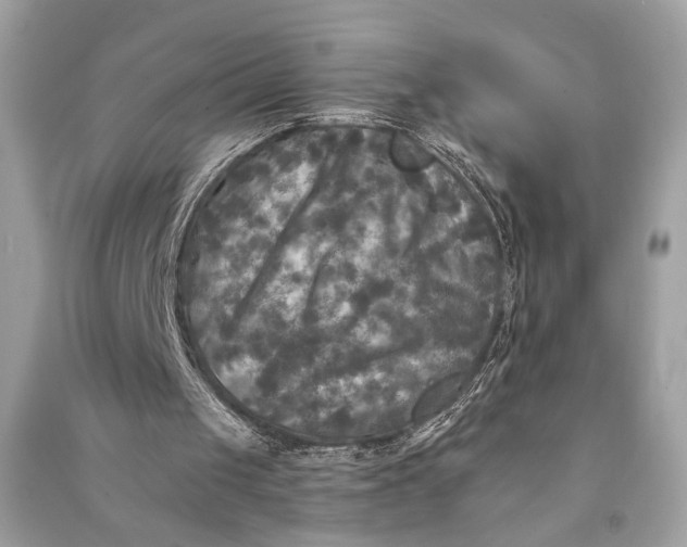 X0000090730049200708101649