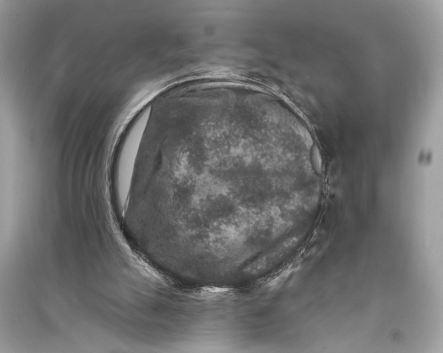 X0000090730055200708101649