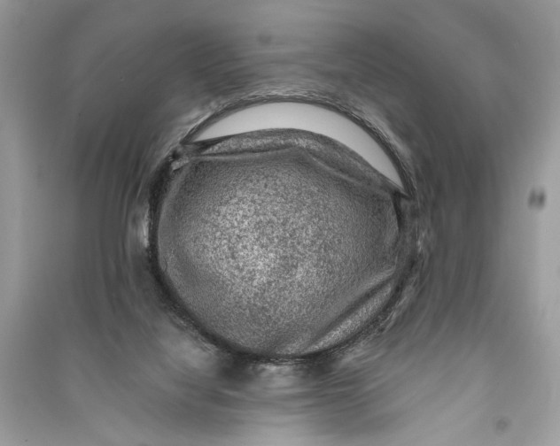 X0000090730068200708101649