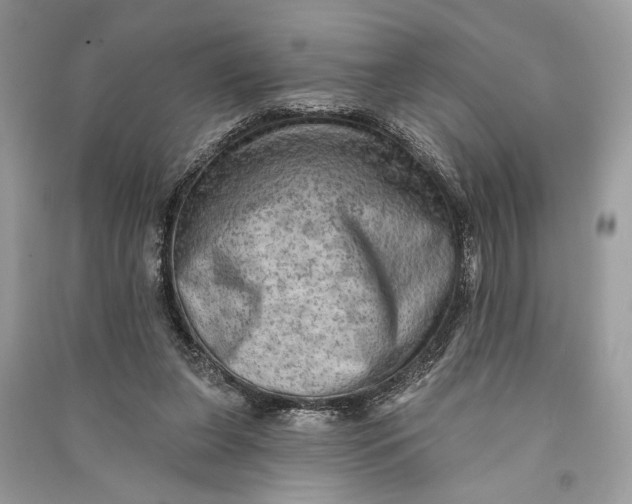 X0000090730255200708101646