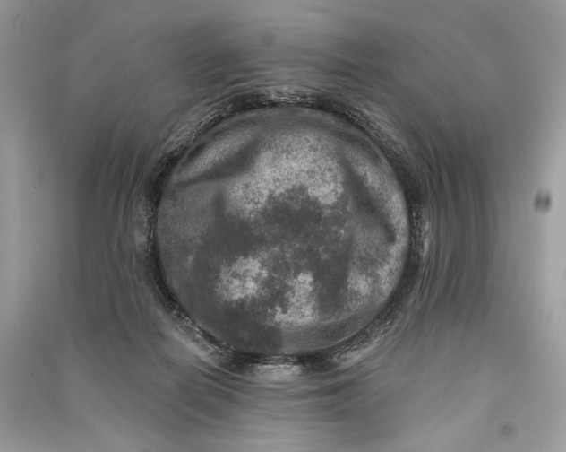 X0000090730266200708101646