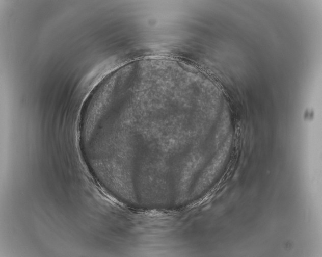 X0000090730290200708101646