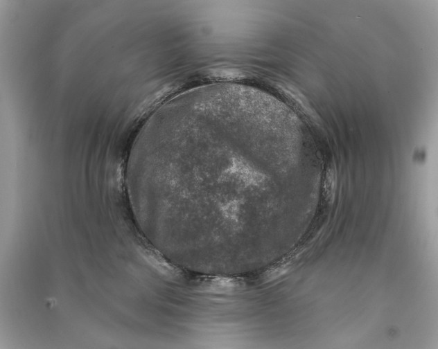 X0000090730330200708101645