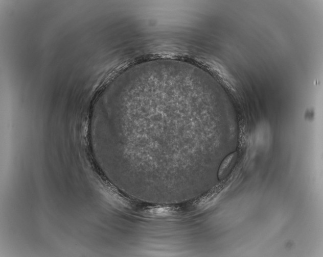 X0000090730365200708101645