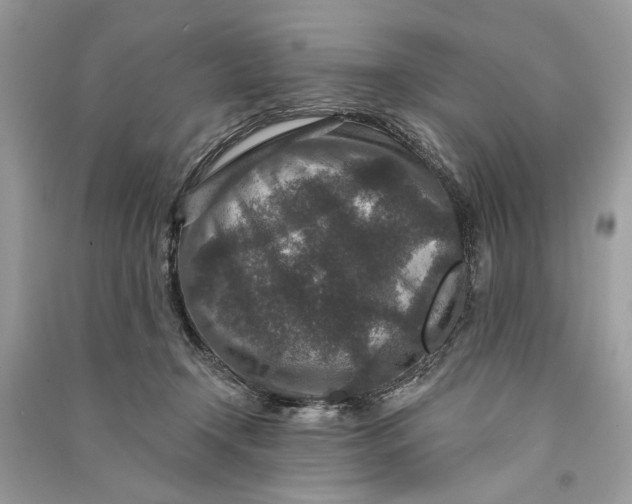 X0000090730366200708101645