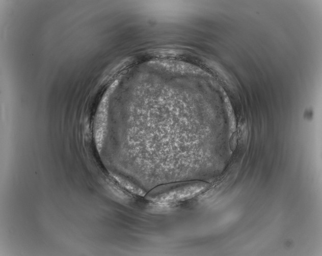 X0000090730381200708101645