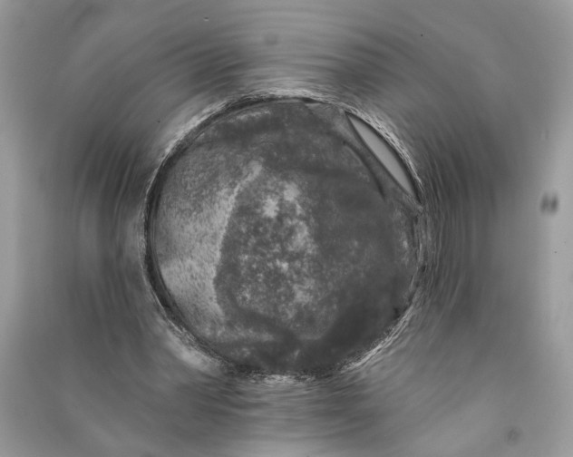 X0000090730390200708101645