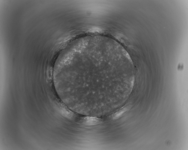 X0000090730528200708101643