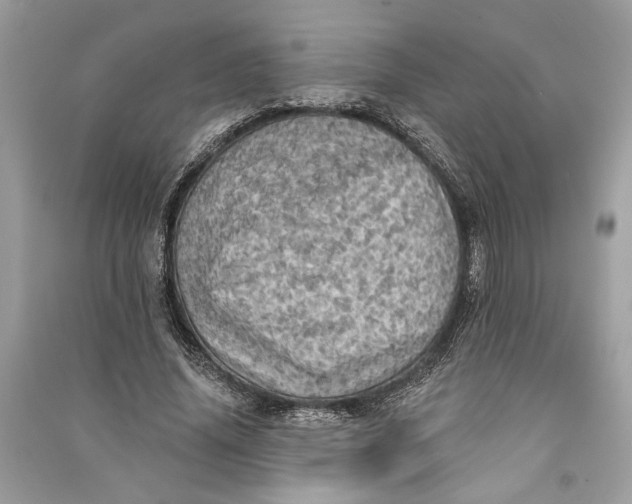 X0000090730636200708101640