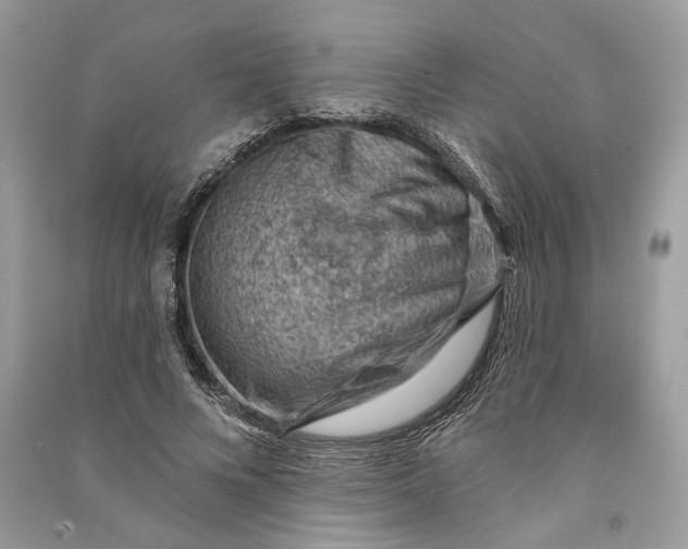 X0000090730688200708101640