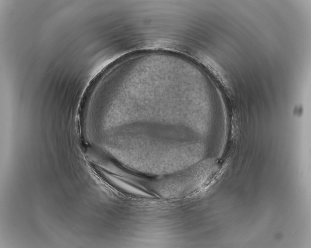 X0000090730876200708101637