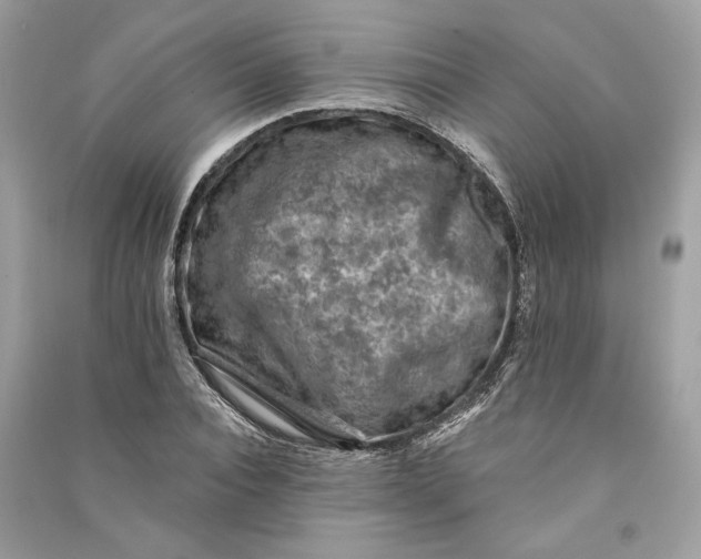 X0000090730928200708101636