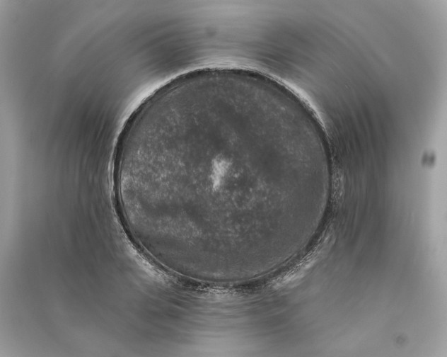 X0000090730935200708101636