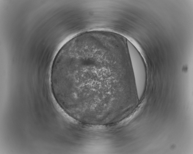 X0000090730957200708101636