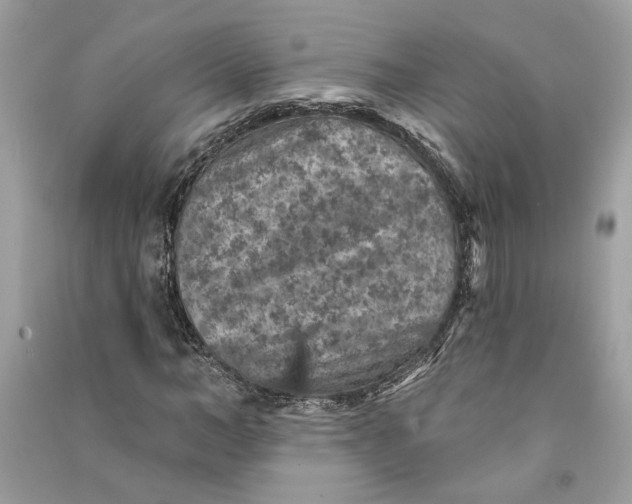 X0000090730966200708101636