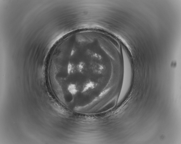 X0000090730975200708101635