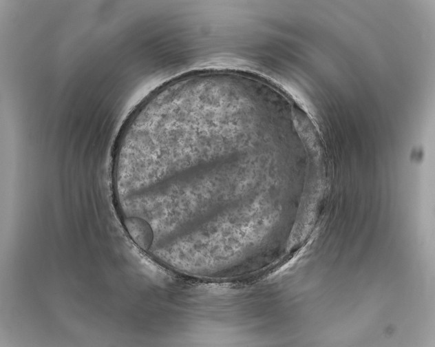 X0000090730990200708101635