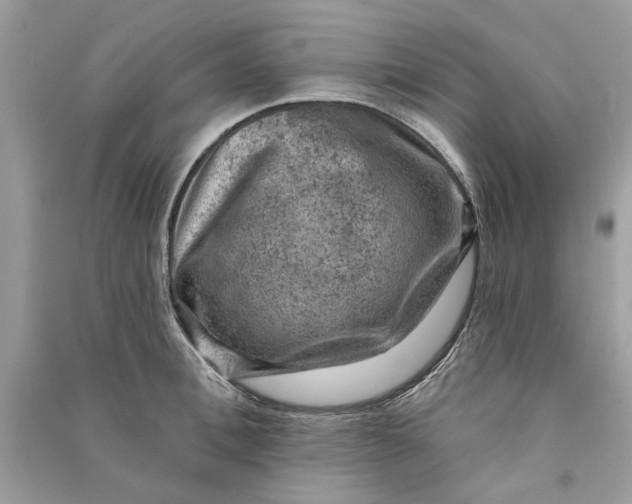 X0000090730996200708101635