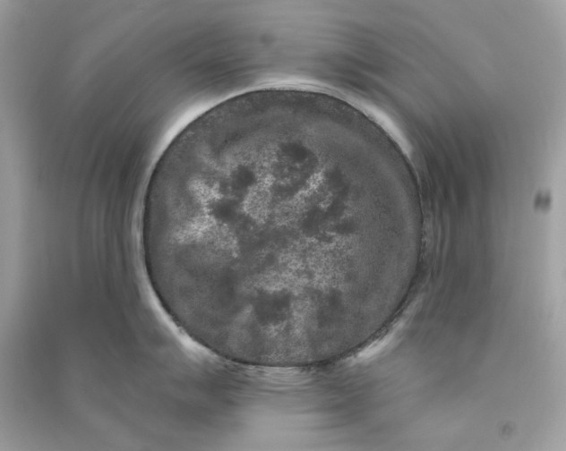 X0000090731007200708101635