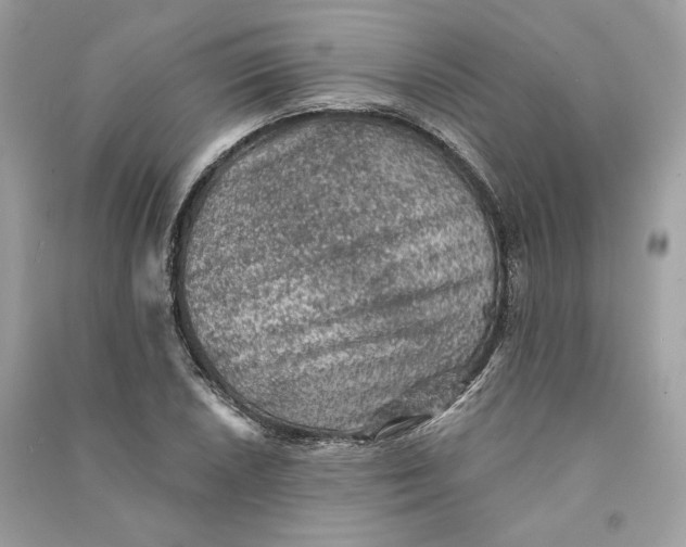 X0000090731026200708101635