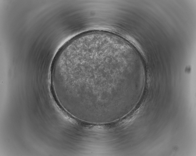 X0000090731028200708101635