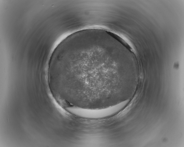 X0000090731054200708101635