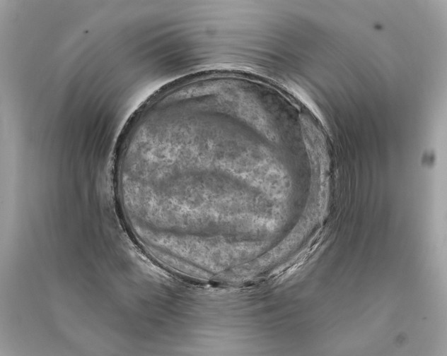 X0000090731068200708101634