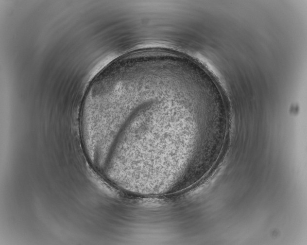 X0000090731137200708101633