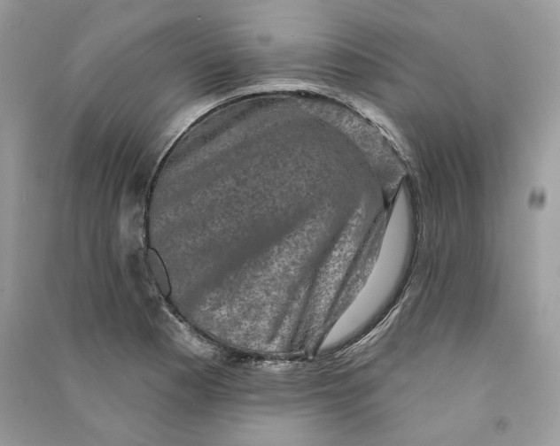 X0000090731177200708101633