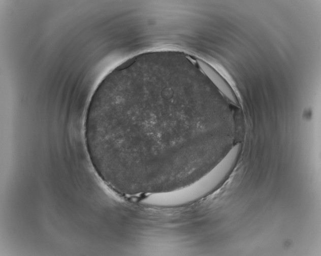 X0000090731197200708101632