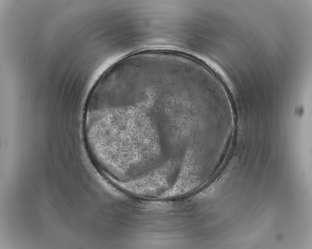 X0000090731333200708101631