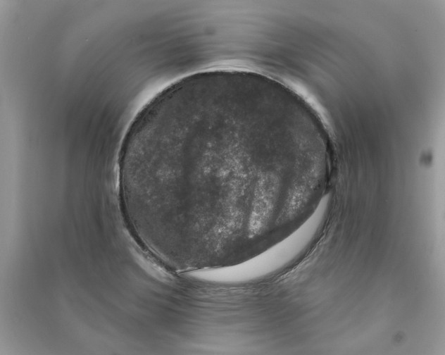 X0000090731372200708101630