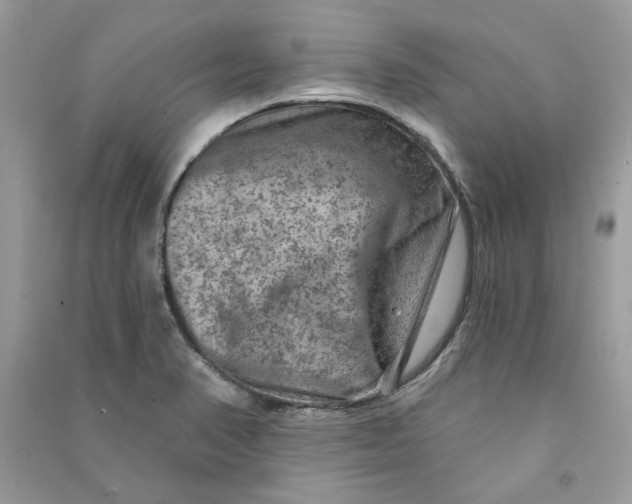 X0000090731374200708101630