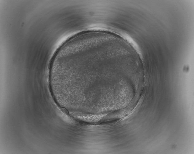 X0000090731376200708101630