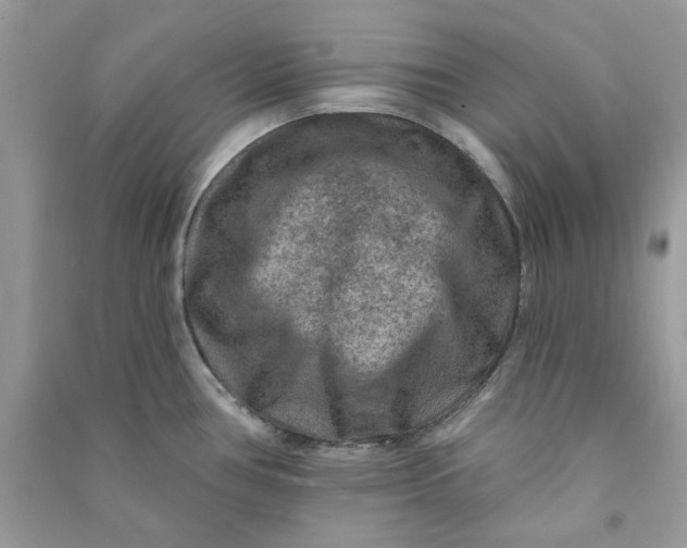 X0000090731386200708101630