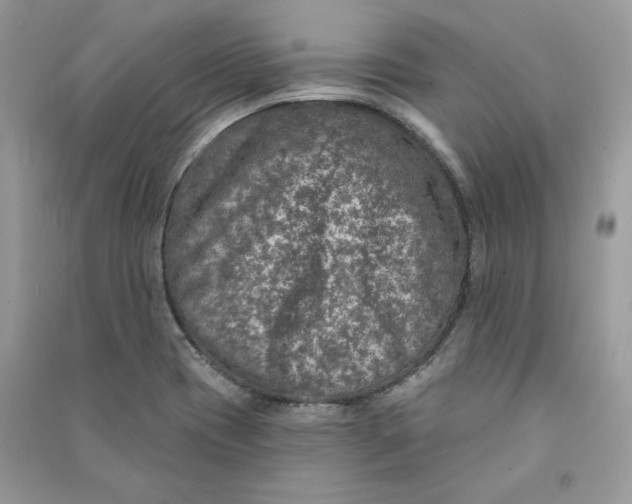 X0000090731417200708101629