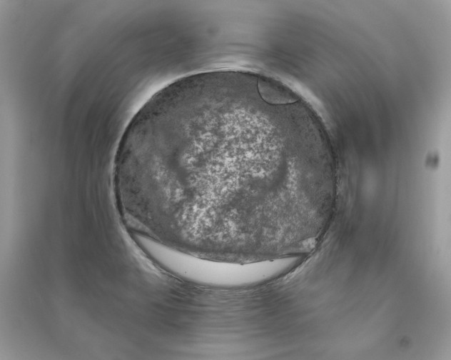 X0000090731423200708101629