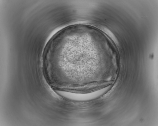 X0000090731436200708101630