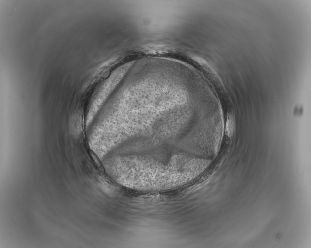 X0000090731444200708101629