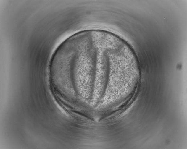 X0000090731517200708101628