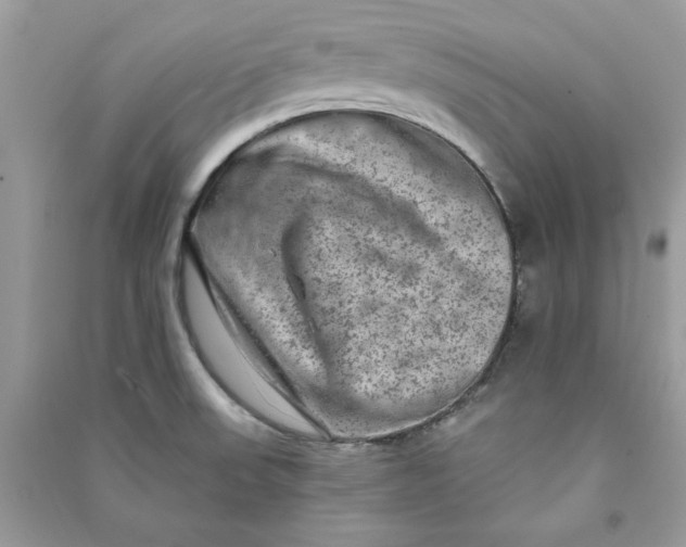 X0000090731523200708101628